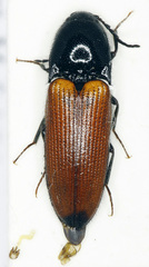 Ampedus pomonae