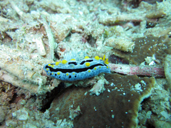 Phyllidia coelestis