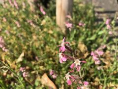 Silene gallica gallica
