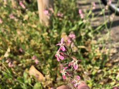 Silene gallica gallica
