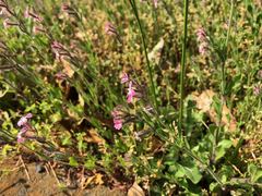 Silene gallica gallica