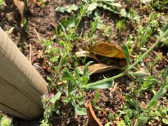 Silene gallica gallica