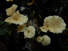 Rhizocybe albida