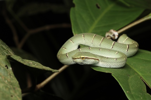 Tropidolaemus subannulatus