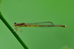 Agriocnemis pieris