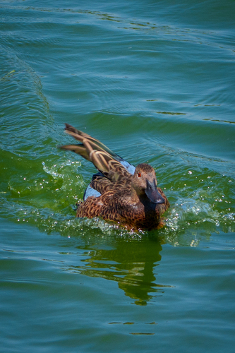 iNaturalist observation photo of Cinnamon Teal