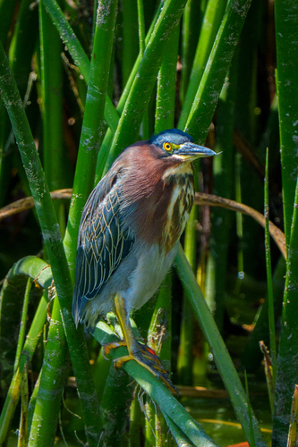 iNaturalist observation photo of Green Heron