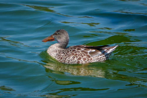 iNaturalist observation photo of Northern Shoveler