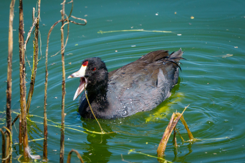 iNaturalist observation photo of American Coot