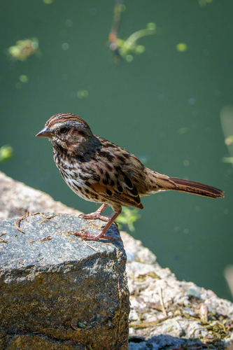 iNaturalist observation photo of Song Sparrow