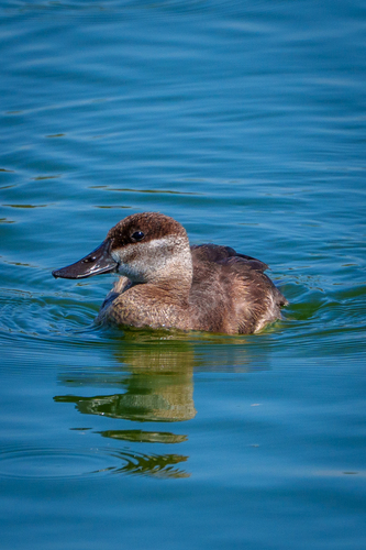 iNaturalist observation photo of Ruddy Duck
