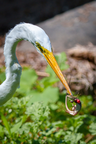 iNaturalist observation photo of Great Egret