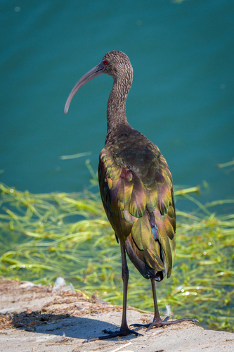 iNaturalist observation photo of White-faced Ibis