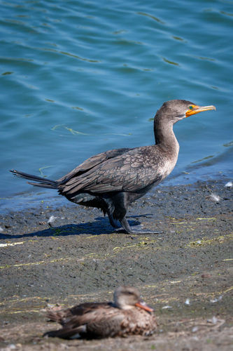iNaturalist observation photo of Double-crested Cormorant