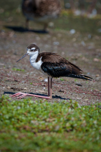 iNaturalist observation photo of Black-necked Stilt