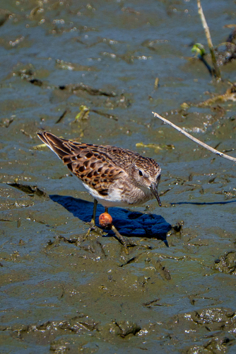 iNaturalist observation photo of Least Sandpiper