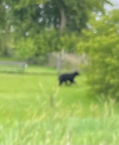 Black Bear sighting near Little Britain Rd