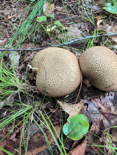 common earthball