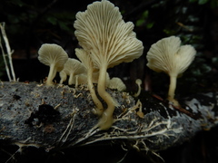 Rhizocybe albida