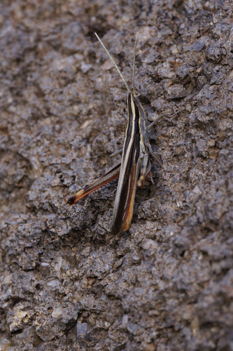 Texas Mermiria