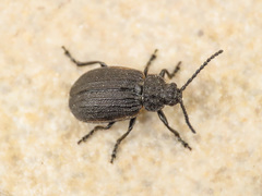 Galeruca interrupta