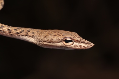 Ahaetulla fasciolata, 2026-03-02