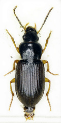 Parophonus maculicornis