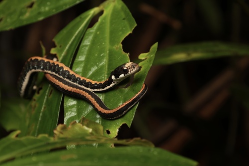 Rhabdophis chrysargoides