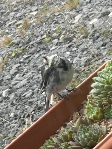 Pied Wagtail