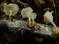 Rhizocybe albida