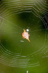 Gasteracantha versicolor
