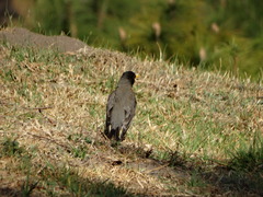 Turdus migratorius