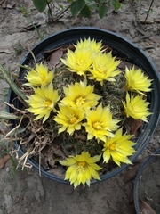 Mammillaria sphaerica