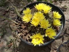 Mammillaria sphaerica