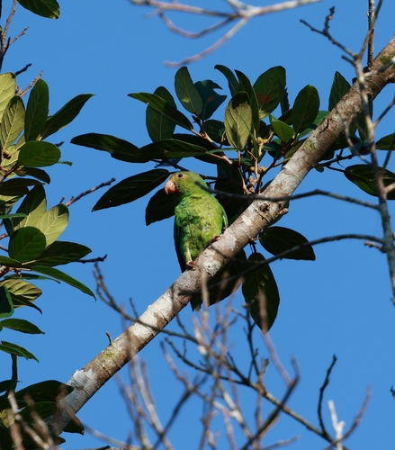 Cobalt-winged Parakeet