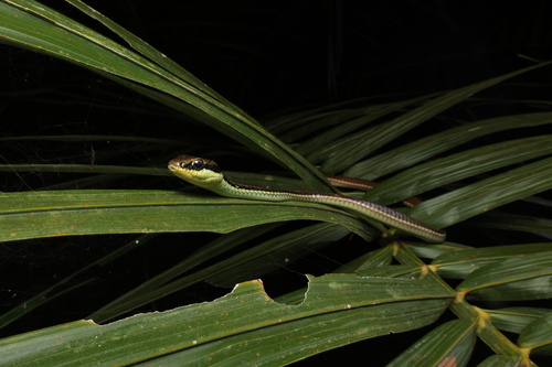 Dendrelaphis marenae