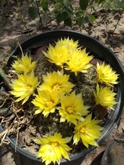 Mammillaria sphaerica