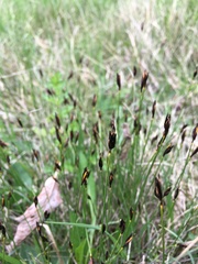 Schoenus ferrugineus