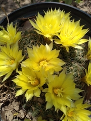 Mammillaria sphaerica