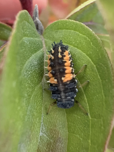 Asian Lady Beetle