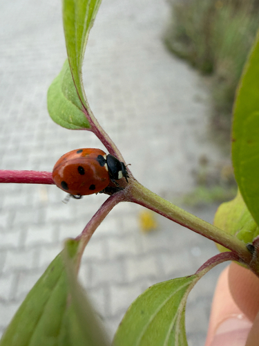 Seven-spotted Lady Beetle