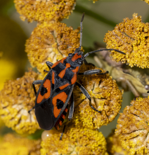 Spilostethus saxatilis