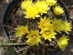 Mammillaria sphaerica
