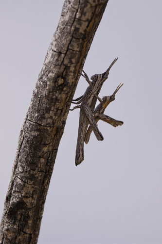 Clematodes larreae