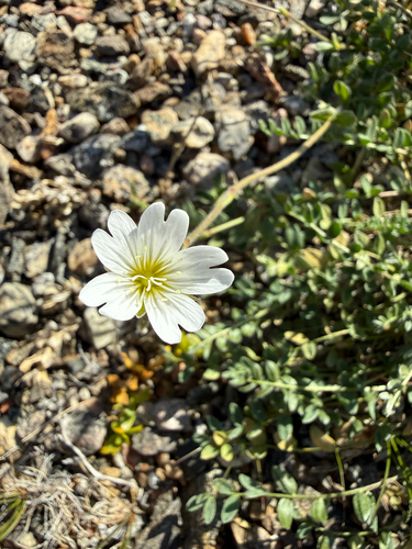 Alpine Mouse-ear