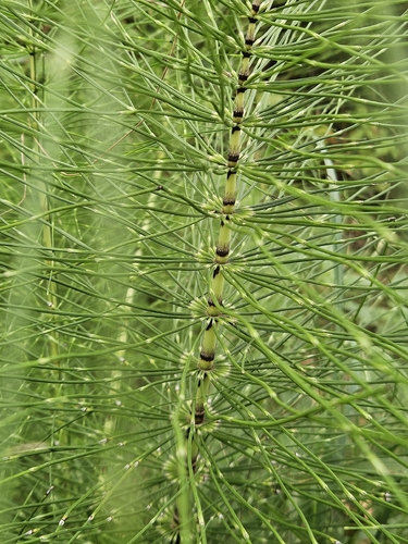 great horsetail