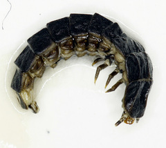 Phosphaenus hemipterus