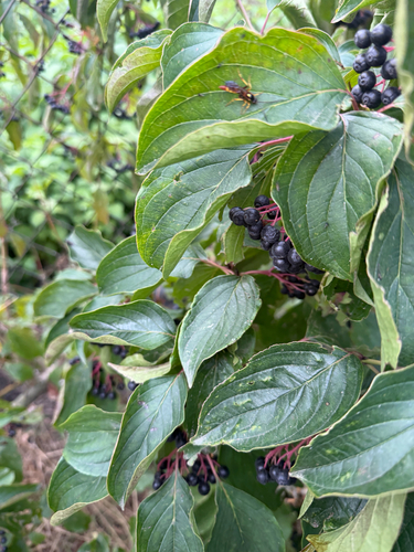 common dogwood