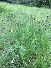 Schoenus nigricans