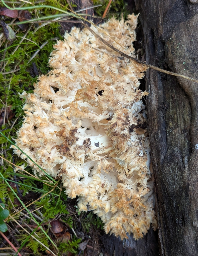 Coral tooth fungus · September 2026 · photo: Photo: (c) Logan J.L. Bradley, some rights reserved (CC BY) · iNaturalist